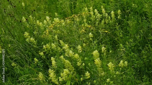 yellow rattle flowers in a meadwow with high grass, waving in the wind - Rhinanthus minor 