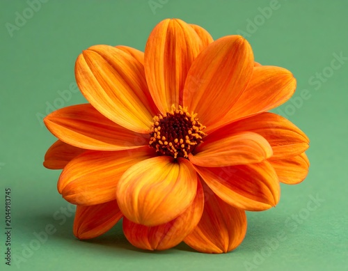 A vibrant orange flower with delicate petals and a dark center on a green background