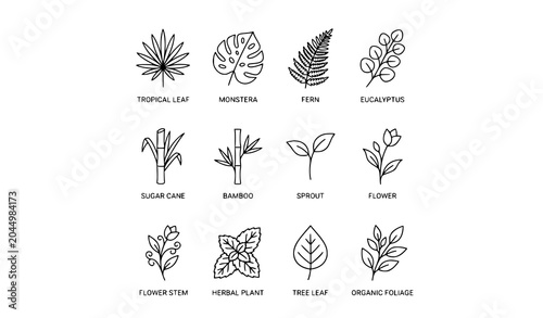 Collection of various nature and plant icons in thin line style with collection tropical monstera eucalyptus