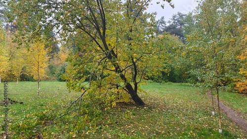 Canvastavla The trail runs through the park's grassy lawn, strewn with fallen leaves
