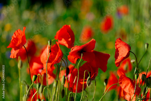 Photos Bright red poppy blooms in a sunlit wildflower field, dew-specked petals and a soft green bokeh background create a vibrant, natural, springlike mood perfect for botanical and nature themes