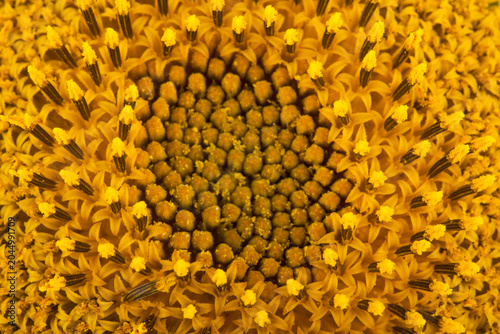 Sunflower flower as a background.