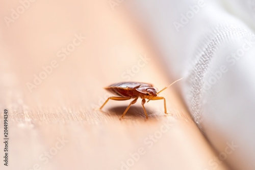 Close-Up of a Bed Bug on Surface