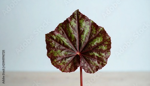 Textured Red and Green Leaf Standing Centered on Minimal Light Blue Background