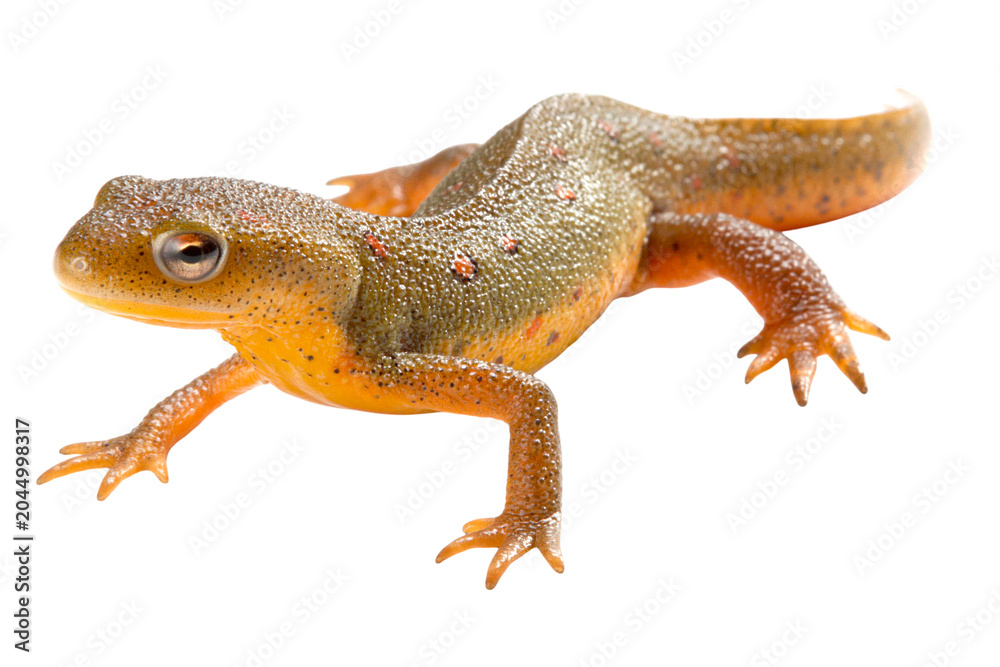 Fototapeta premium Colorful Newt isolated on transparent background PNG element