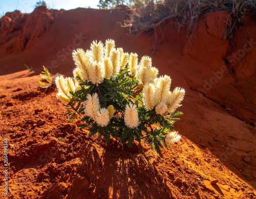 White Flowering Desert Shrub Growing in Red Sandy Canyon