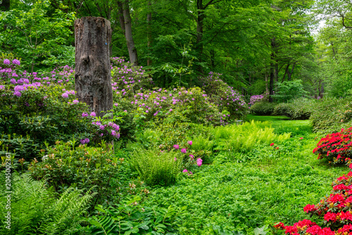 Botanik und Natur, Echter Wurmfarn (Dryopteris filix-mas) und Rhododendronblüte im Berliner Tiergarten Park, Berlin, Deutschland