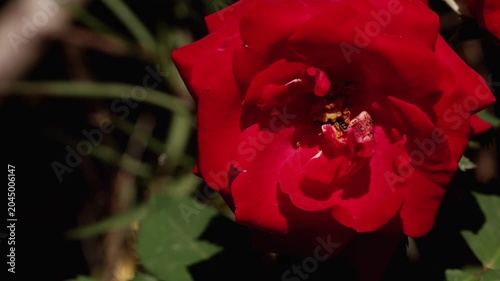 Close up video of a Lasioglossum sweat bee actively pollinating inside a vibrant red rose flower during the summer season in Himachal Pradesh, India.