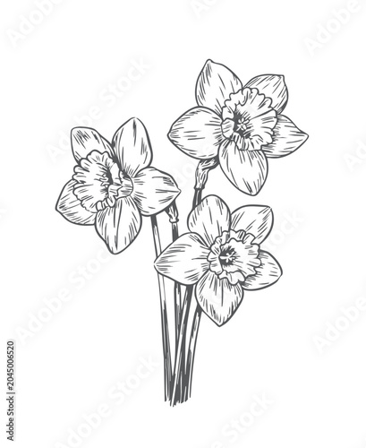 Narcissus flower engraving artwork. Detailed antique botanical drawing with elegant floral outlines.