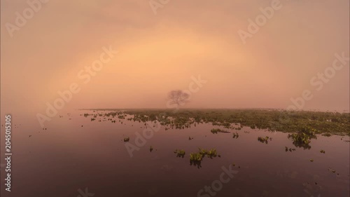 Lone Tree in Foggy Wetland at Sunrise