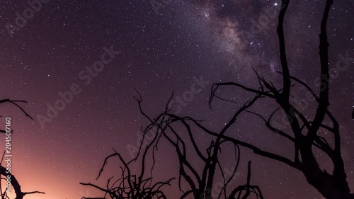 Milky Way Above Silhouetted Bare Trees at Night