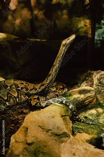 A large patterned python lies coiled among rocks and leaf litter in a dimly lit forest enclosure. The snake's head is raised and alert, showcasing its
