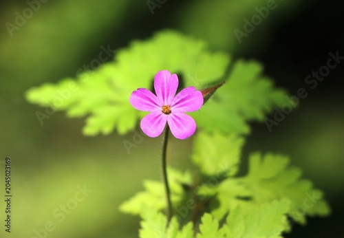 Schilderij op canvas Herb Robert (Geranium robertianum) herbaceous flowering plant