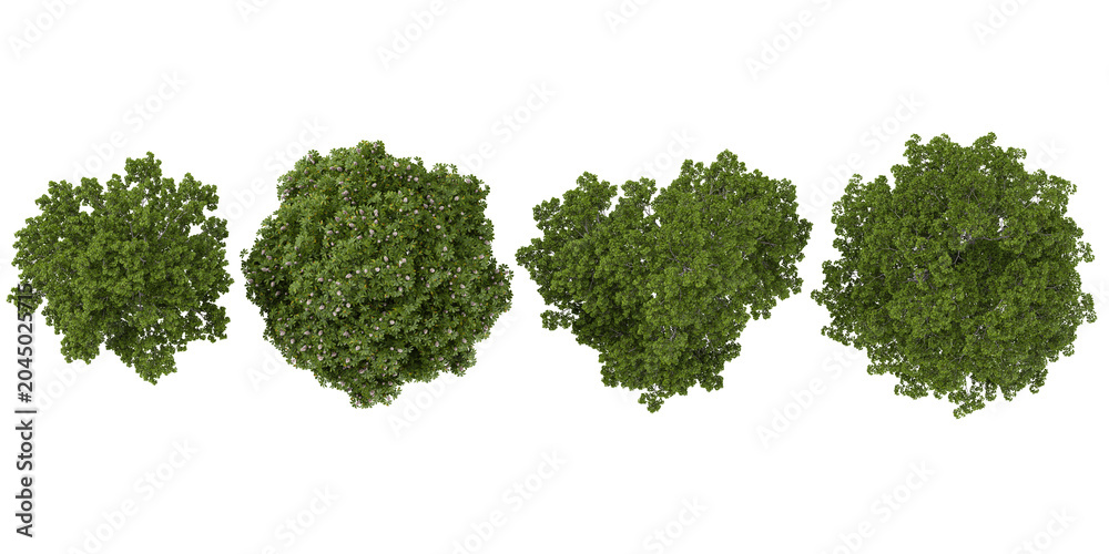 Obraz premium Collection of Aesculus,Alnus plants isolated on white background from the top view