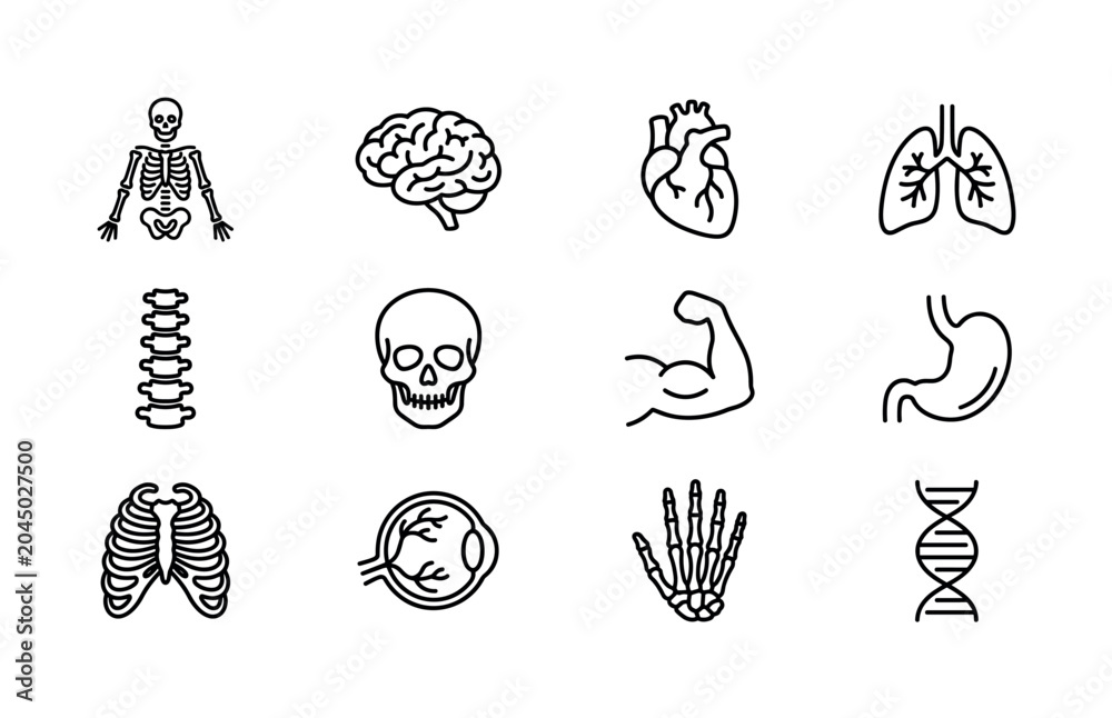 Fototapeta premium Human anatomy. Line outline icon set of Human anatomy: human skeleton, brain, heart, lungs, spine, skull, muscular arm, digestive stomach, rib cage, eye anatomy, hand bones, DNA helix. All icons in