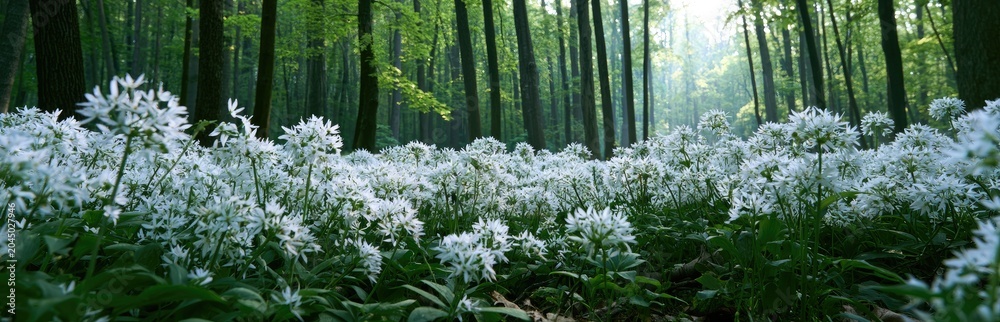 Fototapeta premium Lush forest floor carpeted with white wildflowers, sunlight filters through trees