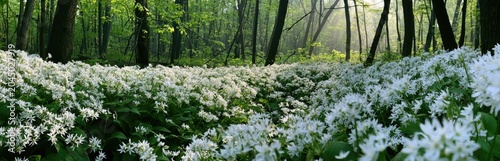 A breathtaking panorama of a sun-drenched forest floor carpeted in blooming white flowers