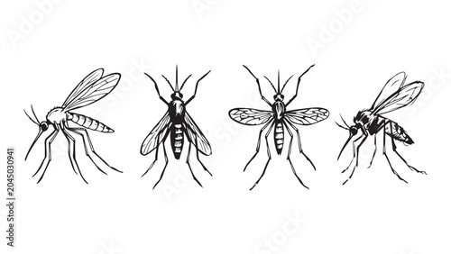 Photos Mosquito Insect Illustration Set Detailed Line Art Vector