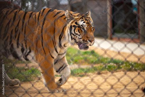 Canvastavla Tiger pacing along enclosure fence in warm light wild animal in captivity
