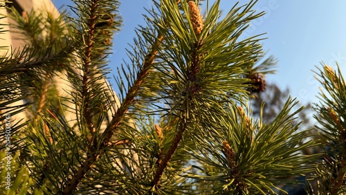 High-quality close-up photograph of evergreen pine tree branches with fresh young spring shoots. Natural outdoor environment with soft focus background, selective focus and rich green needles. Perfect