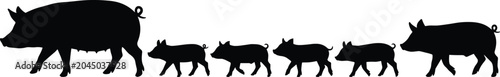 Photos Black silhouette of a sow with piglets walking in a line on a white background,