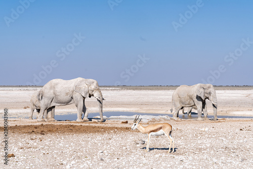 Bild auf Leinwand White elephants at waterhole in Etosha, Namibia