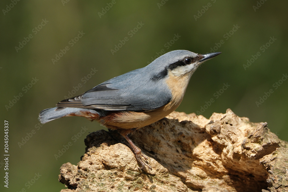 Obraz premium Eurasian Nuthatch Bird Perched on a Tree Branch in Wild Nature