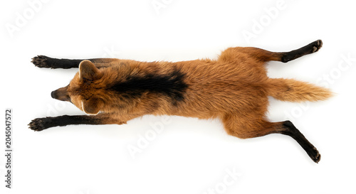 Mähnenwolfs