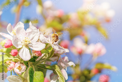 honeybee collecting nectar on apple blossom white petals pink buds green leaves blue sky spring orchard pollination macro