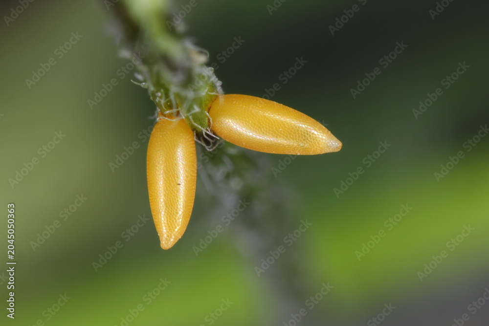 Fototapeta premium Eggs of 24 spot ladybird, Subcoccinella vigintiquatuorpunctata deposited on the leaf petioles of alfalfa.the only ladybug that is a plant pest.