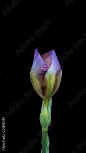 Time lapse of iris flower opening. Spring flower iris blooming on black background.
