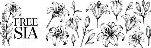 Schilderij op canvas Black and white illustration of lilies and foliage with text