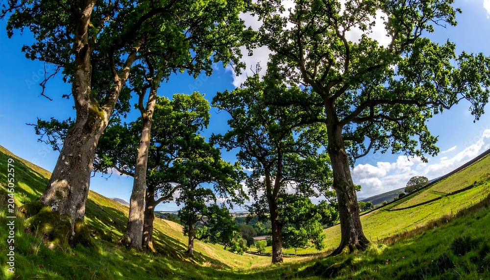 Fototapeta premium Majestic Green Oak Trees Standing on Sunlit Rolling Hillside in Rural Countryside