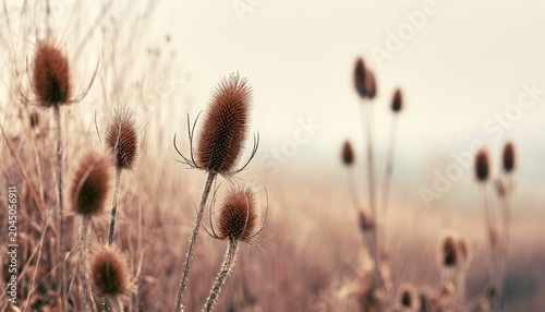 Dry thistle seed heads stand tall in a hazy, sepia-toned meadow