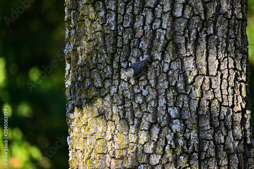 Foto White-breasted nuthatch (Sitta carolinensis) looking out from the tree trunk