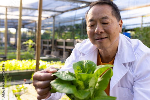 Schilderij op canvas Senior Asian man inspecting lettuce on raised beds in greenhouse wearing lab coa