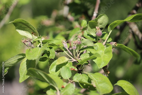 Close-up of young developing apple (Malus domestica) fruitlets on tree branches with lush green foliage after the petal fall stage in an orchard