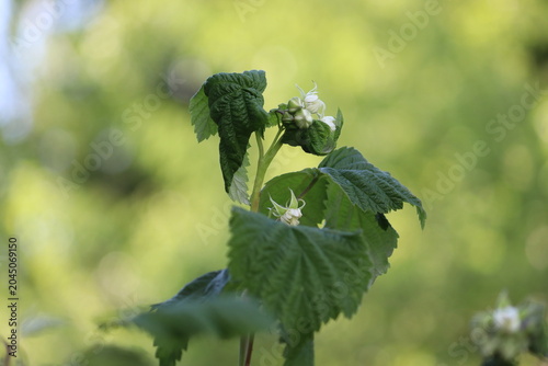 Close-up of a red raspberry (Rubus idaeus) shoot tip with white flowers, buds, and wrinkled leaves curled by an aphid pest infestation