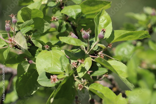 Close-up of young developing apple (Malus domestica) fruitlets on tree branches with lush green foliage after the petal fall stage in an orchard