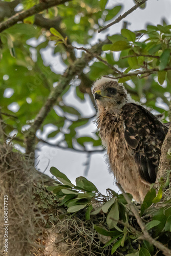 A young Red-Shouldered Hawk standing at its nest, with green foliage in the background.