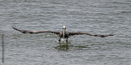A Brown Pelican uses its powerful wings to lift itself out of the water and into flight.