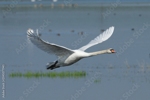 Foto Mute Swan Flying Gracefully Over a Lake in Springtime