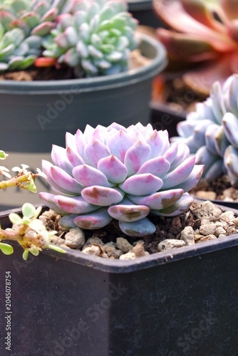In selective focus of succulent plant growing in a black sand tray
