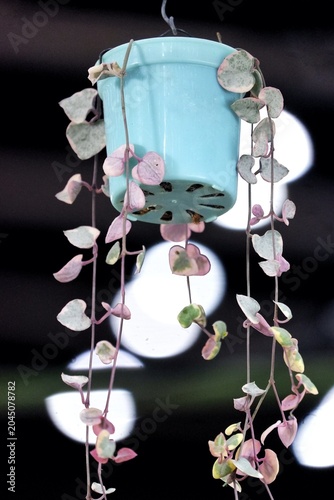 A Beautiful climbing plant in a blue hanging pot, a small plant in indoor area with dark background 