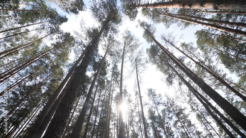 Фотография Tall pine trees reaching high into the sky, creating a natural canopy with green