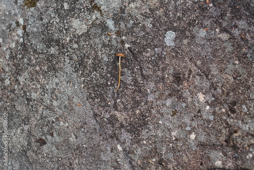 a small mushroom on a stone