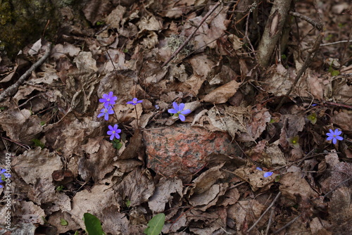 forget me not flowers