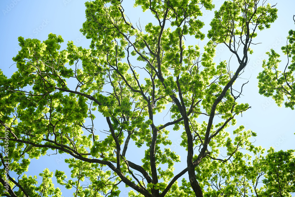 Fototapeta premium Oak tree branches with green leaves against the blue sky