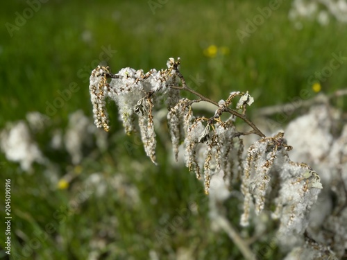 Fotografi High angle shot of a fallen white poplar (Populus alba) tree branch covered in dense white cottony fluff seed fibers on a green meadow field