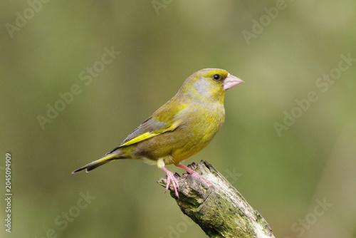 Foto European Greenfinch perched on a mossy wooden branch in nature